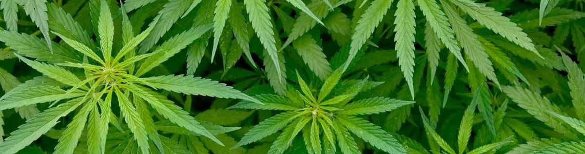Κάνναβη & Αυτοάνοσα Νοσήματα