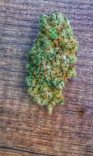 ανθοι κανναβης